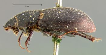 Media type: image;   Entomology 8356 Aspect: habitus lateral view